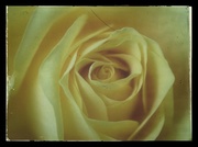 25th Mar 2014 - Vintage Rose