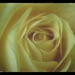 Vintage Rose by mattjcuk
