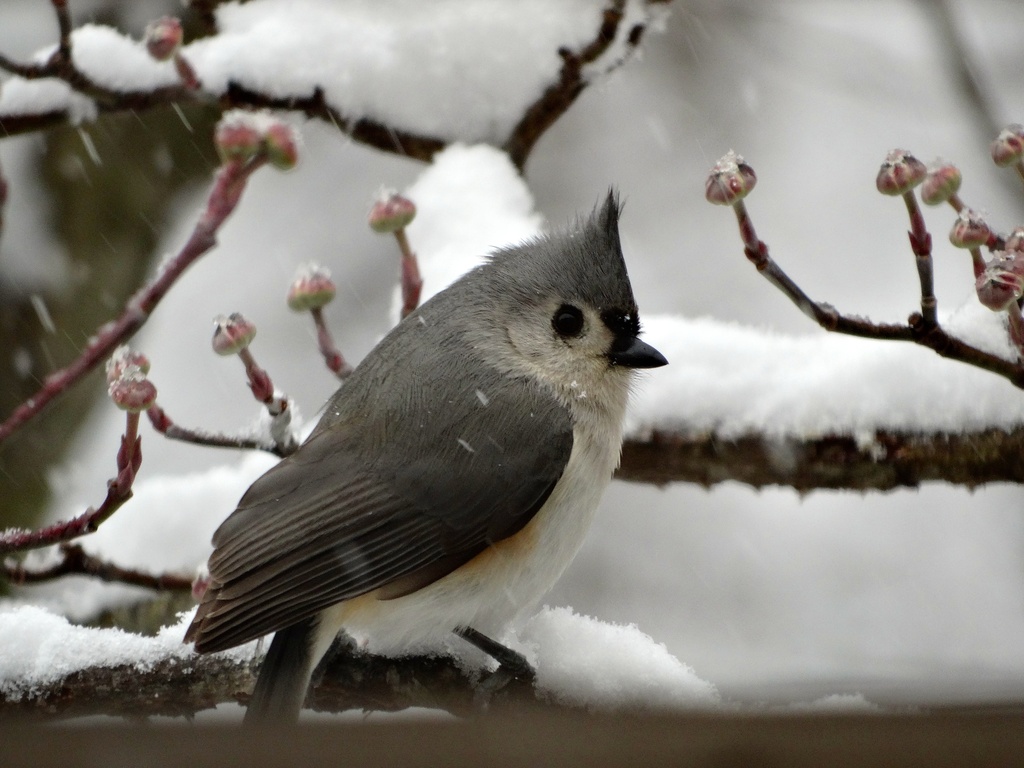 Tufted Titmouse by khawbecker