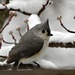 Tufted Titmouse by khawbecker