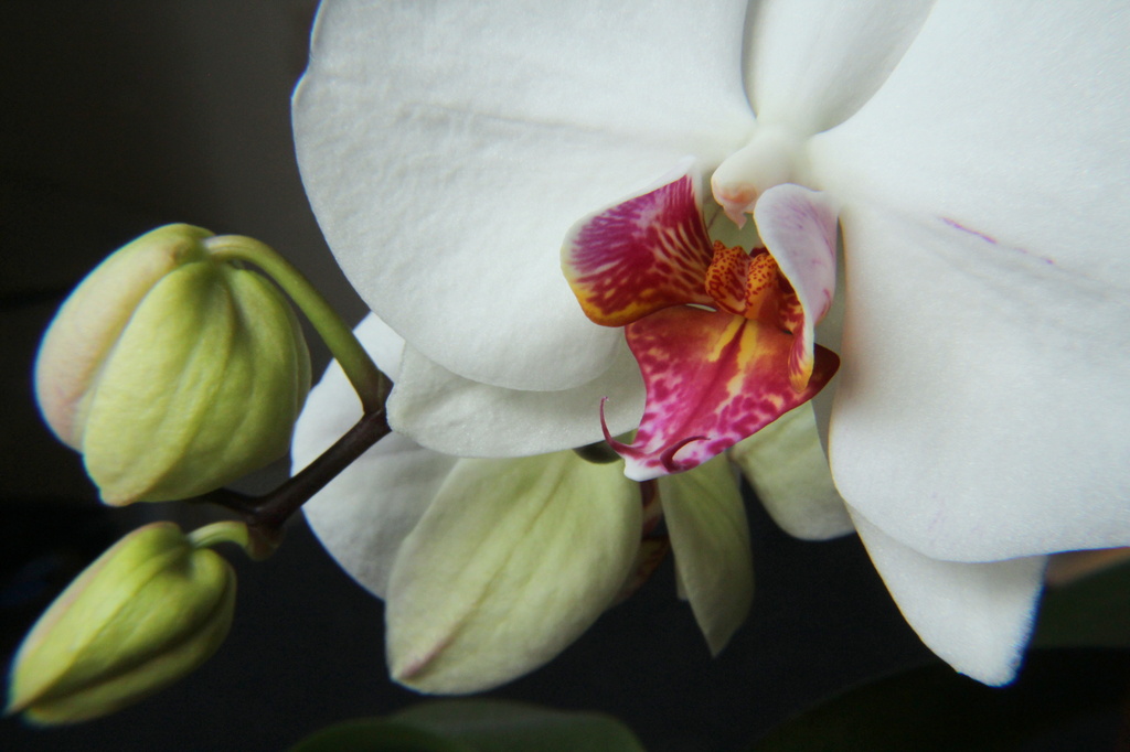 orchid 2 by busylady