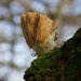 Damaged Fungi by pcoulson