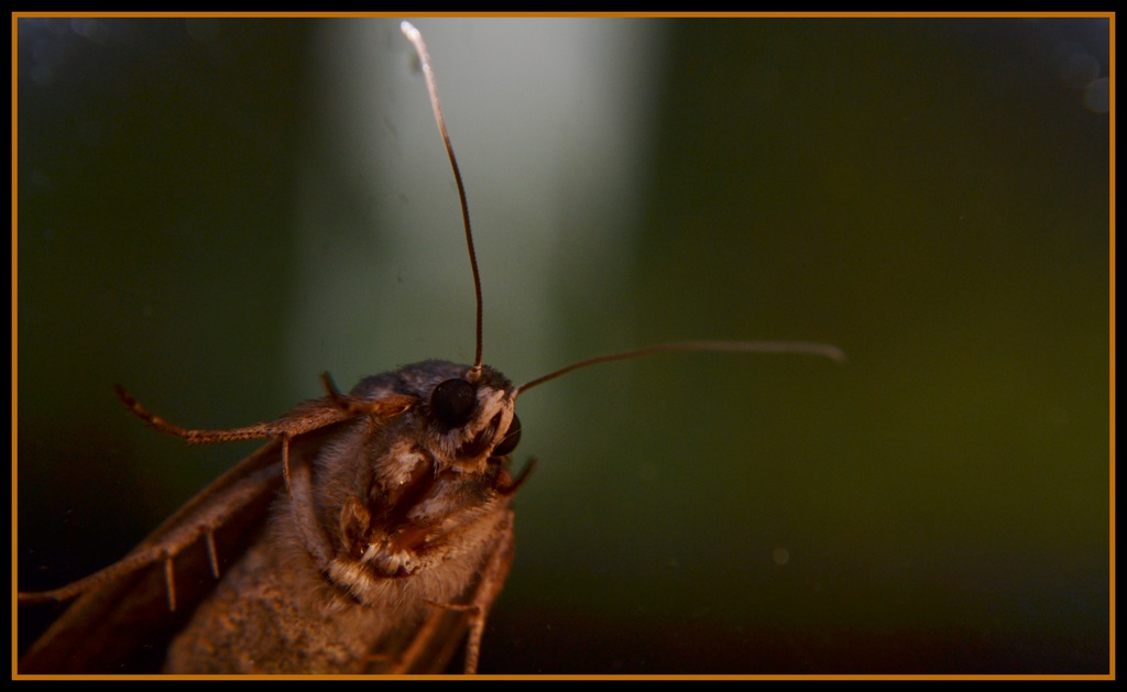 Animalia Arthropoda Insecta Lepidoptera by dianeburns