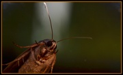 26th Mar 2014 - Animalia Arthropoda Insecta Lepidoptera