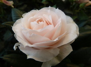 25th Mar 2014 - P1040167    A tiny rose