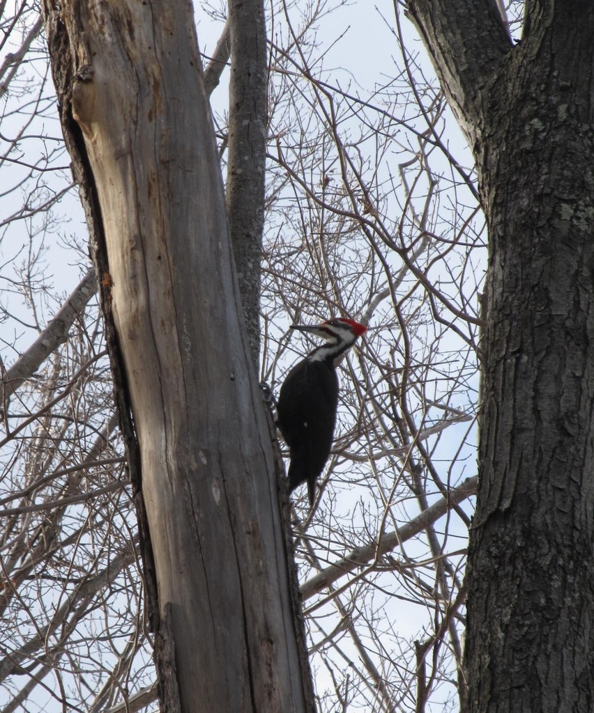 Pileated Lunch by hbdaly