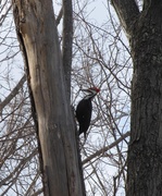 25th Mar 2014 - Pileated Lunch