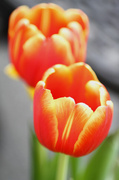 25th Mar 2014 - Tulips