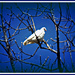 White Bird by vernabeth
