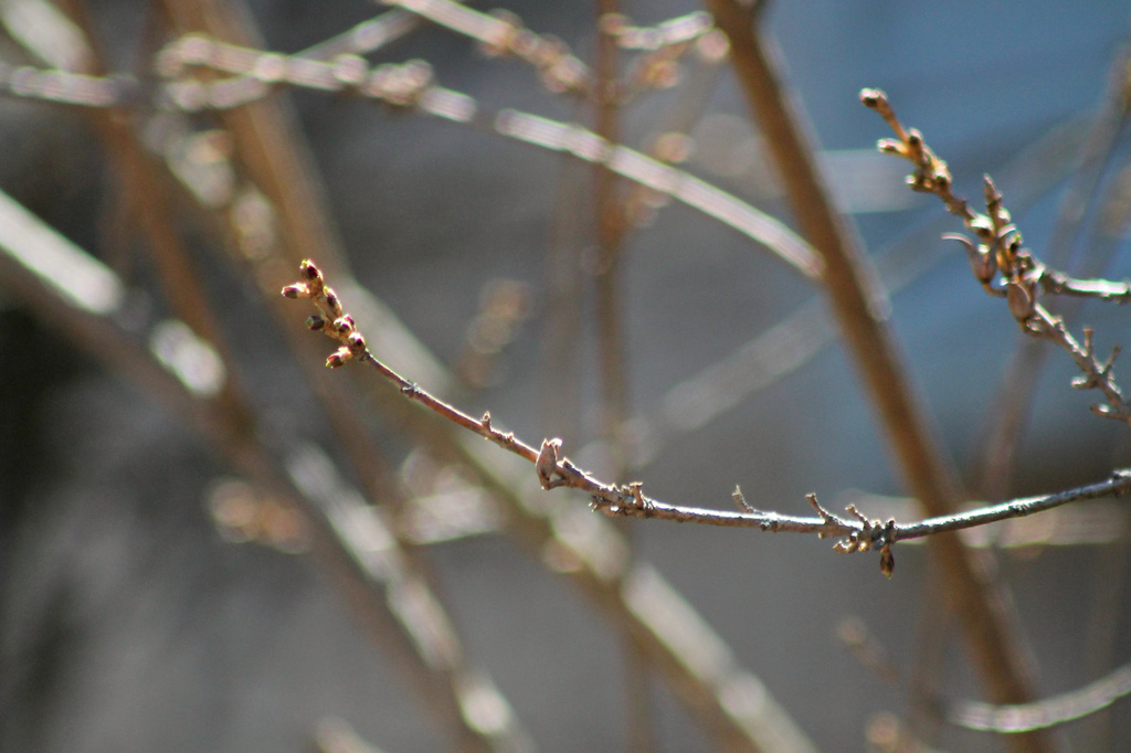 Abstract Forsythia Buds by lauriehiggins