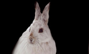 26th Mar 2014 - Snowshoe hare