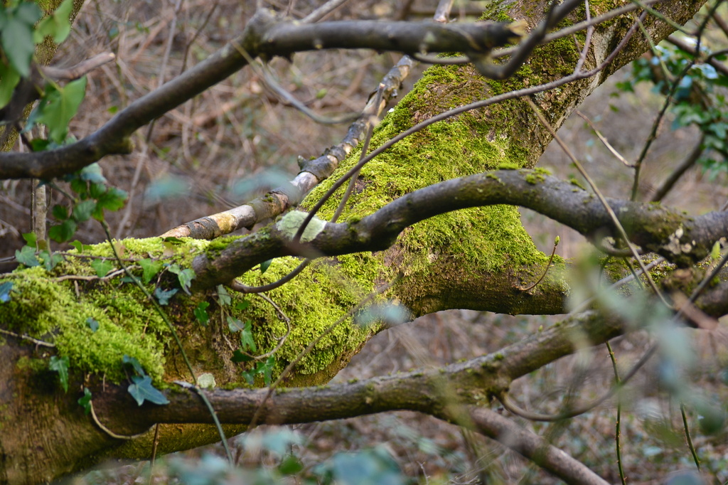 Substantial branch with moss by ziggy77