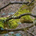 Substantial branch with moss by ziggy77