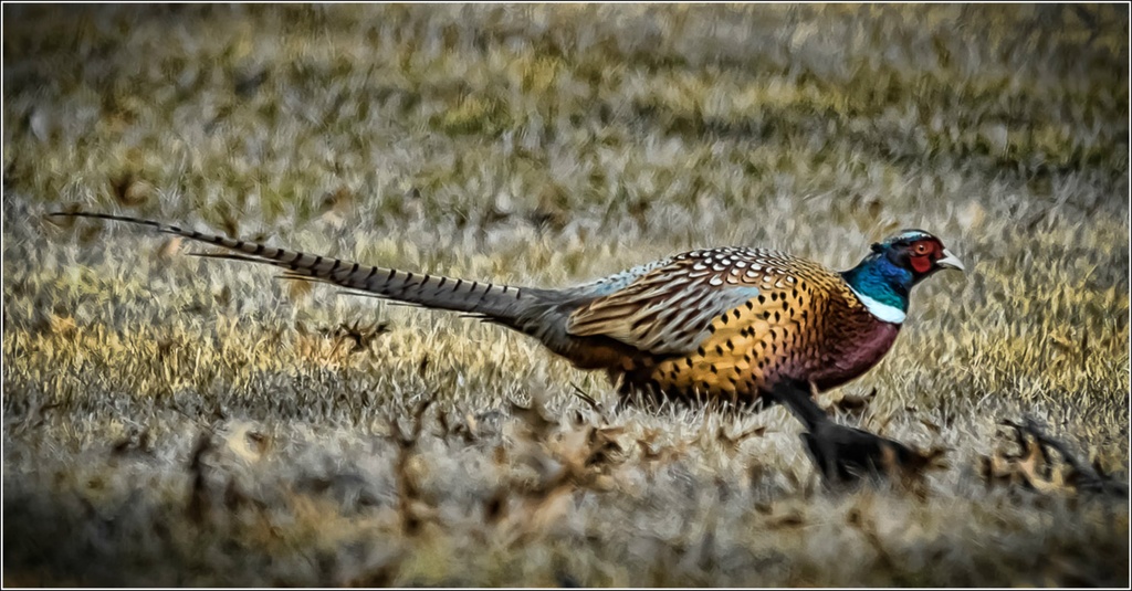 Ring-necked Pheasant by bluemoon
