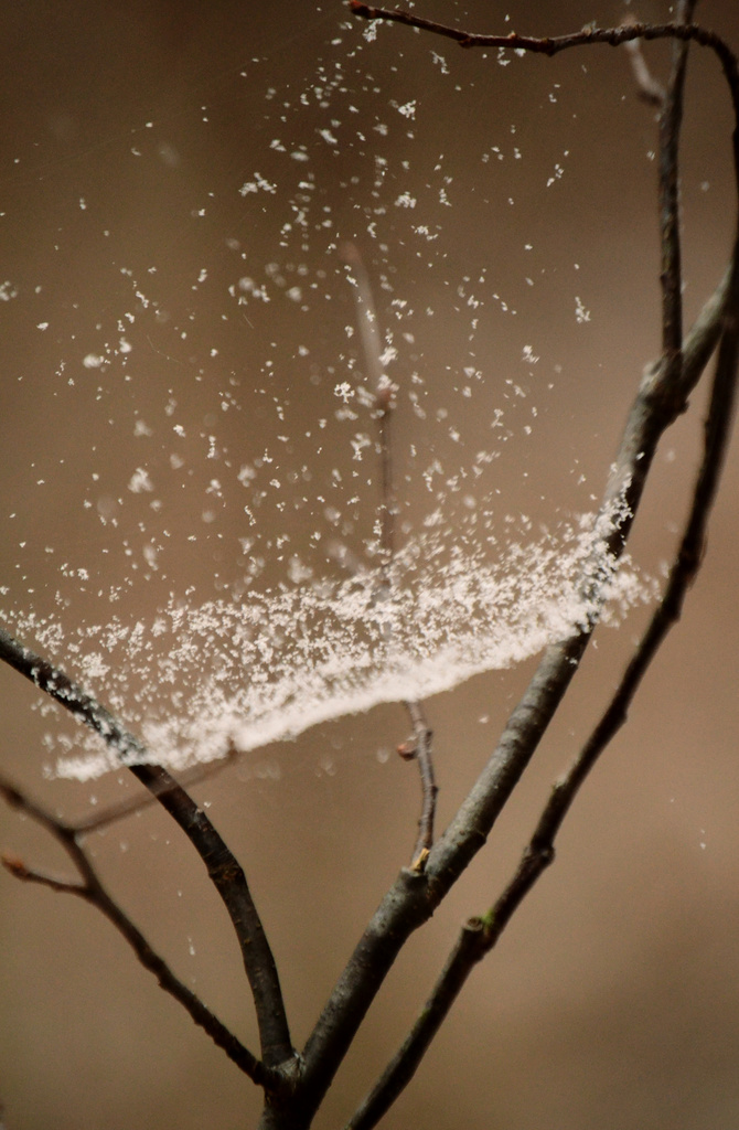 snow on web by francoise