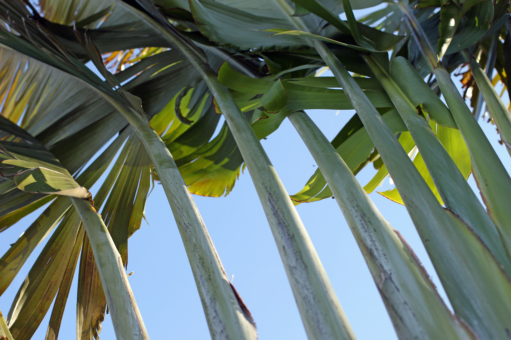 Travelers Palm by hondo