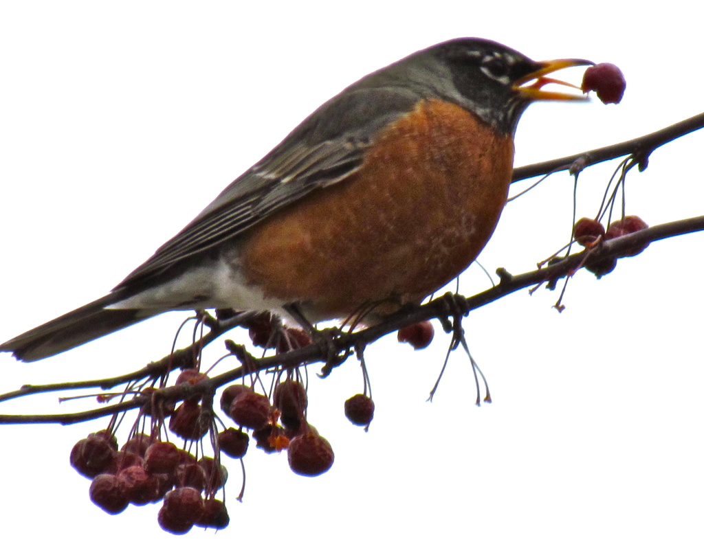 A Robin's Tongue by juletee