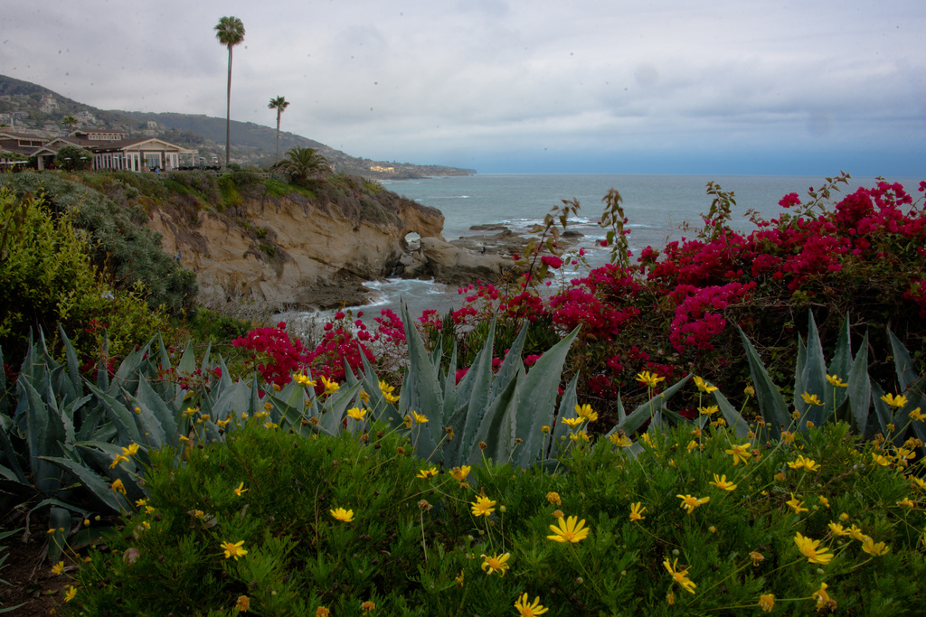 Rugged Coastline - Dainty Flowers by stray_shooter