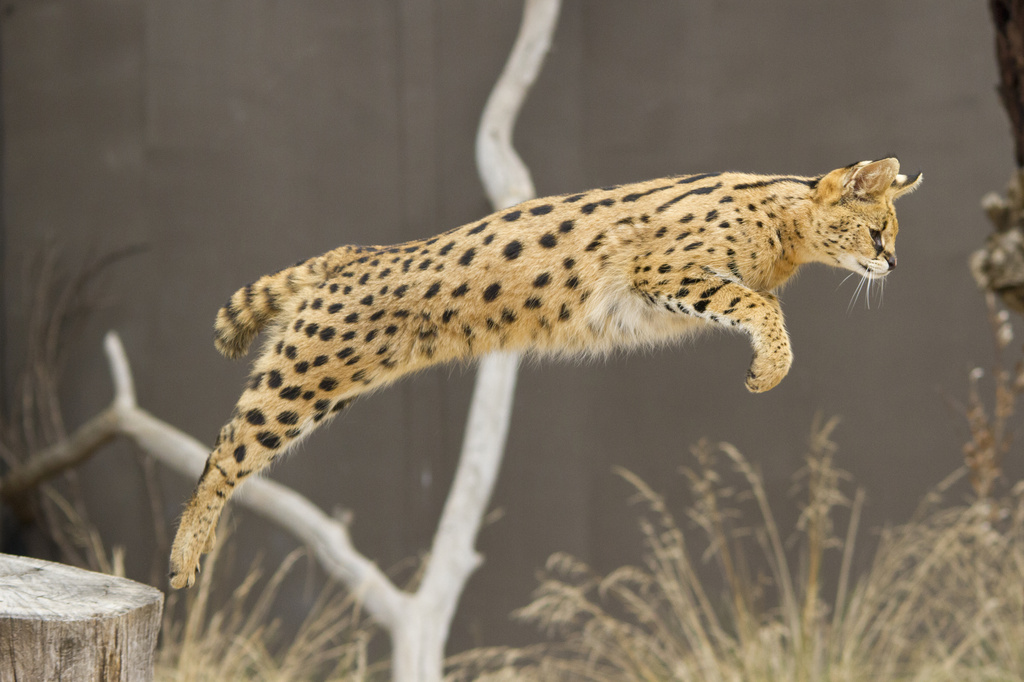 Jumping Serval by helenw2