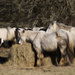 Feeding Ponies...... by shepherdmanswife