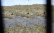 26th Mar 2014 - Birds outside my window!