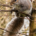 Squirrel Nutkin - 25-03 by barrowlane