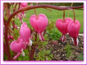 26th Mar 2014 - I send you pink hearts!
