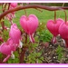 I send you pink hearts! by quietpurplehaze