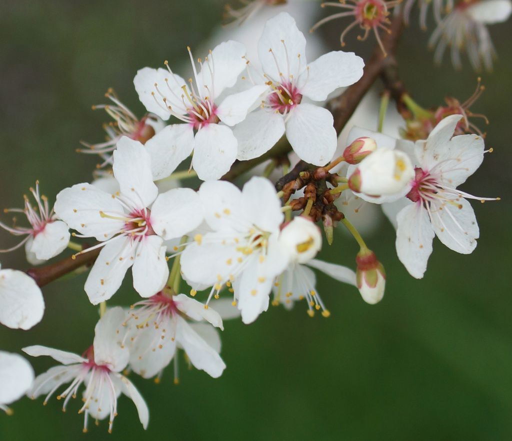 White Blossom by pcoulson