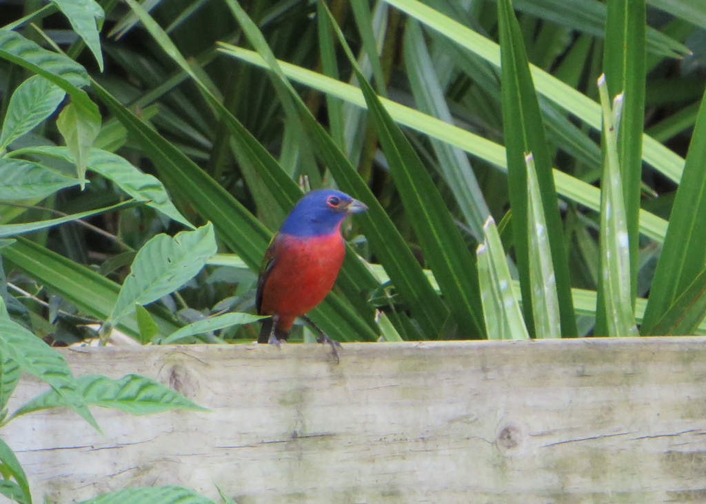 Painted Bunting at Bok Tower Gardens by rob257