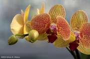 26th Mar 2014 - Orchid