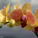 Orchid by falcon11