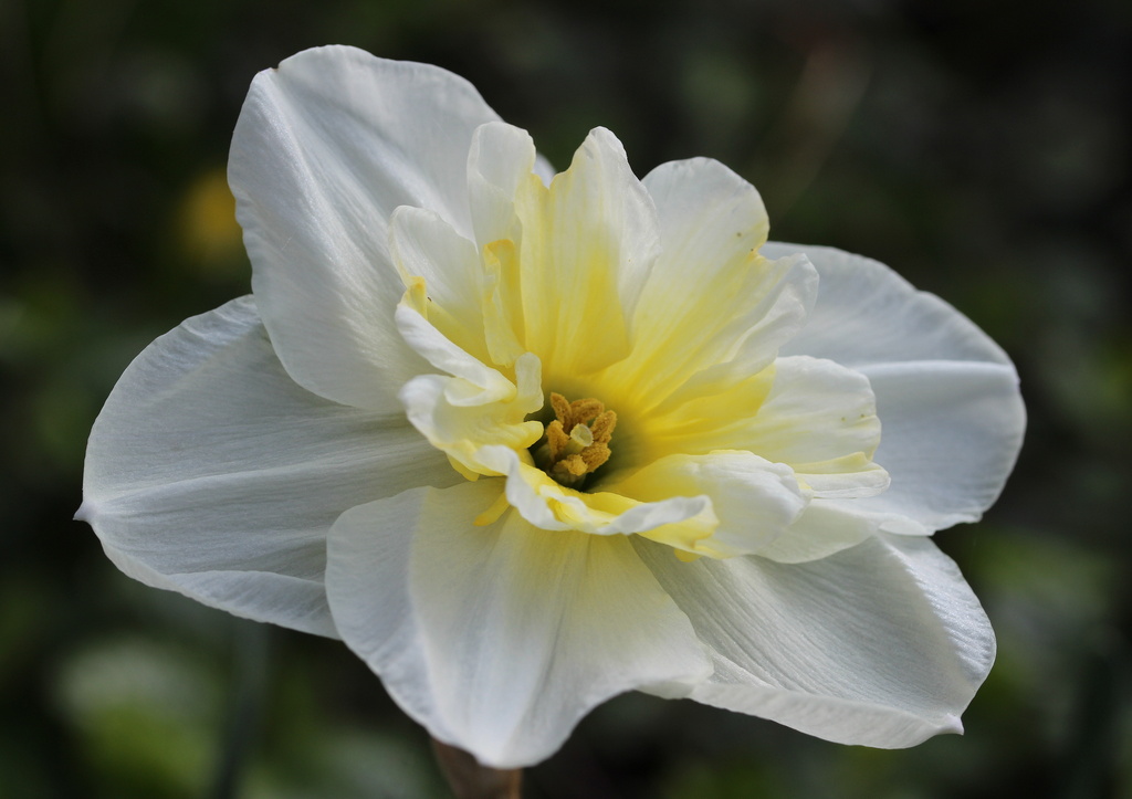 A Narcissus  by pyrrhula