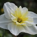 A Narcissus  by pyrrhula