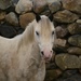 White Horse by ziggy77