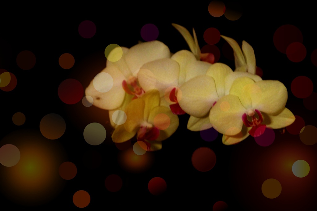 Orchid + Added Bokeh by judyc57