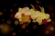 25th Mar 2014 - Orchid + Added Bokeh