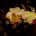 Orchid + Added Bokeh by judyc57