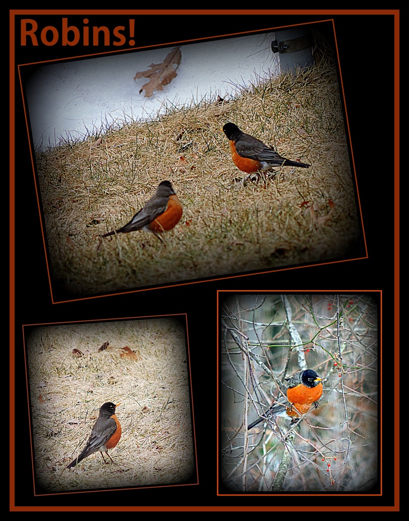 Robins! by homeschoolmom