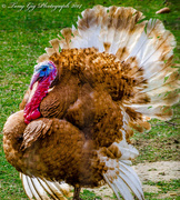 27th Mar 2014 - Colourful Turkey 