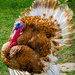 Colourful Turkey  by tonygig