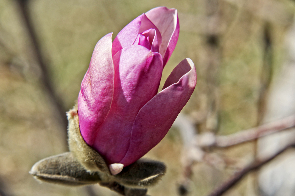 Tulip Tree About to Bud by milaniet