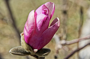 26th Mar 2014 - Tulip Tree About to Bud