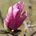Tulip Tree About to Bud by milaniet