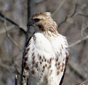 25th Mar 2014 - Red-tailed Hawk near the Kalamazoo River