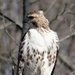 Red-tailed Hawk near the Kalamazoo River by annepann