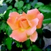 Ružičasta ružica by vesna0210