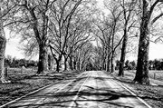 26th Mar 2014 - Tree Lined