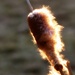 Another Spring, Another Cattail by juliedduncan