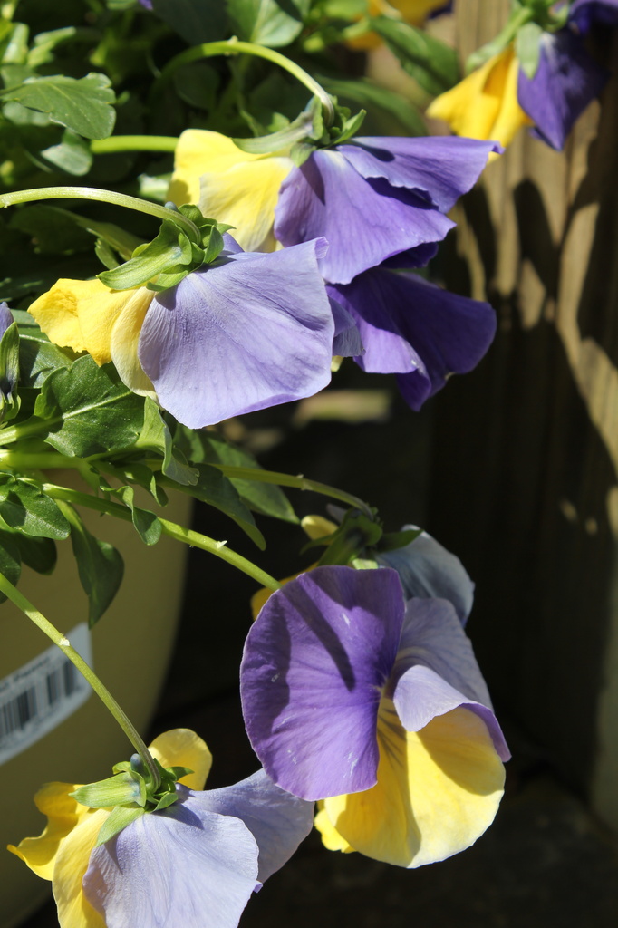 Chilly pansies by randystreat